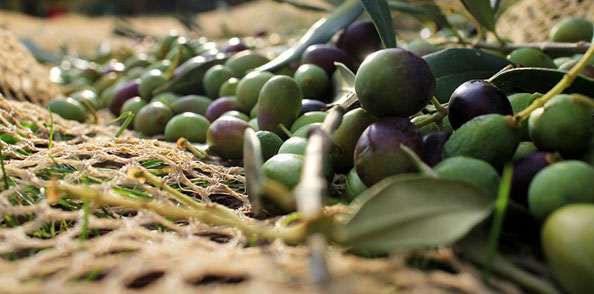 Discover Extra Virgin Olive Oil selection